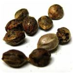 Семена марихуаны АК-47  (Seeds AK-47) в Калининске